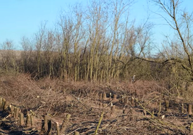 В Одесской области уничтожили более 150 тысяч деревьев. 