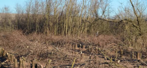 В Одесской области уничтожили более 150 тысяч деревьев