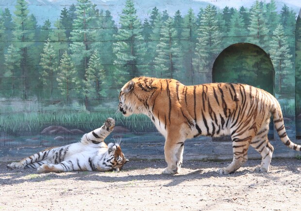 В Одесском зоопарке выбрали самую романтическую пару животных (фото). 