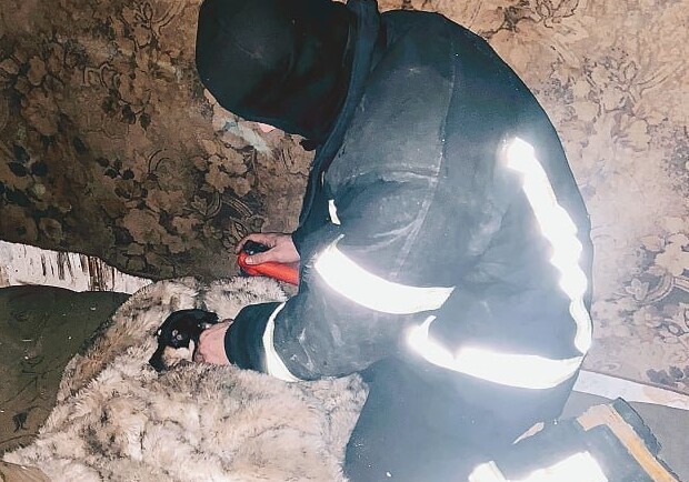 В Одессе спасатели вынесли из горящего дома и реанимировали собаку. 