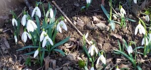 У Львові заквітли підсніжники 