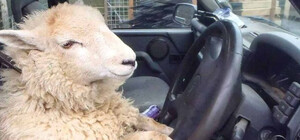 Киевские патрульные с помощью соцсетей нашли и оштрафовали автохама