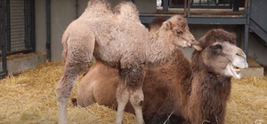 В Харьковском зоопарке выбрали имя верблюжонку