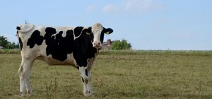 На Киевщине односельчане поссорились из-за коровьего навоза и оказались в суде