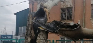 Вчера в Лузановке дерево сгорело изнутри из-за попавшего осколка