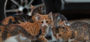 Где в Запорожье найти выброшенных из-за войны животных, чтобы приютить