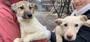 Запорожский приют для собак получил гуманитарную помощь