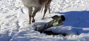 Часть животных из Экопарка эвакуированы в зоопарк в Харькове