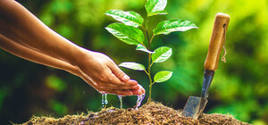 В Киеве пройдет однодневная акция по озеленению города