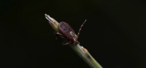 В Днепропетровской области активизируются клещи: как уберечься