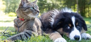 В Киеве ветеринарные клиники изменили график работы