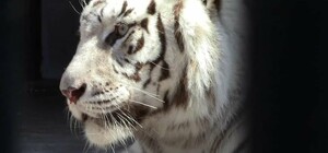 Харьковский зоопарк принял львов, тигров и ягуаров из экопарка (фото)