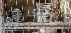 В Центре защиты животных раскрыли детали трагедии в Бородянском приюте