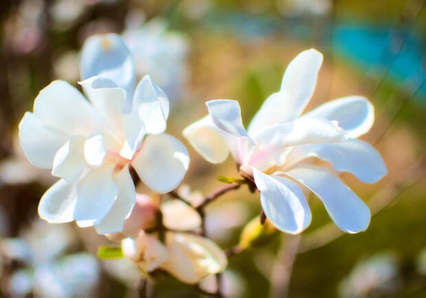 Ничто не остановит весну: в Одессе цветут сакуры и магнолии. 