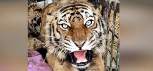 В Киевский зоопарк приехал эвакуированный тигр из Харькова