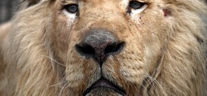 В Одессу привезли двух белых львов их Харьковского экопарка, который обстреляли оккупанты