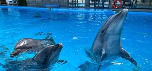 Из-за угрозы обстрелов в Одессу эвакуировали дельфинов из Харькова 