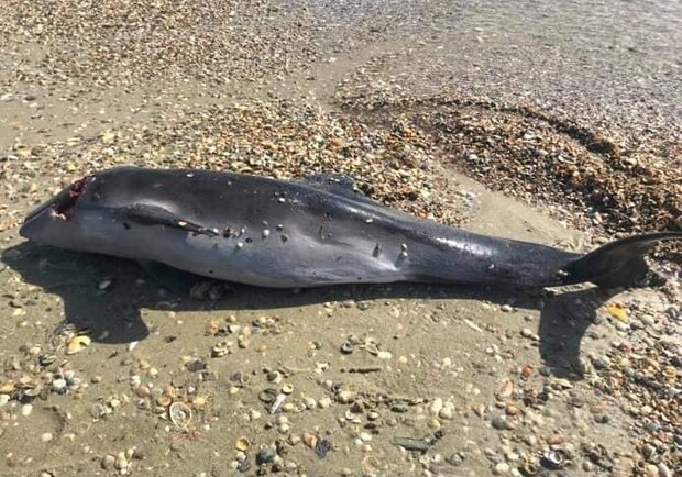 Погибают из-за войны: на одесском побережье заметили мертвых дельфинов. 