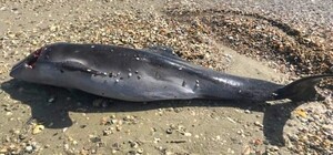 Гинуть через війну: на одеському узбережжі помітили мертвих дельфінів