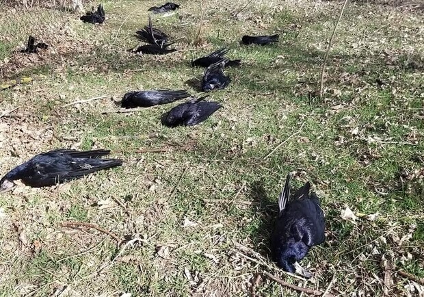 Массовая гибель птиц в Одесской области: cтала известна причина. 