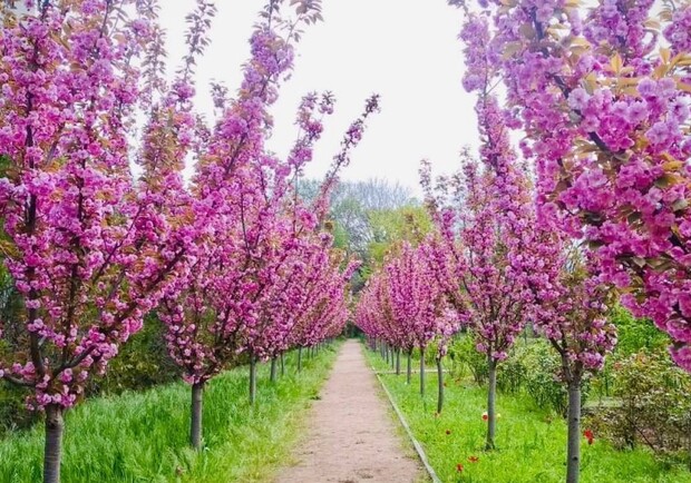 В Одессе цветут сакуры: где полюбоваться. 