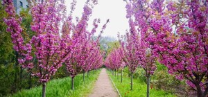 В Одессе цветут сакуры: где полюбоваться