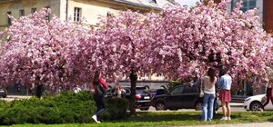 У Львові розпочався сезон цвітіння сакур – атмосферні фото та відео 