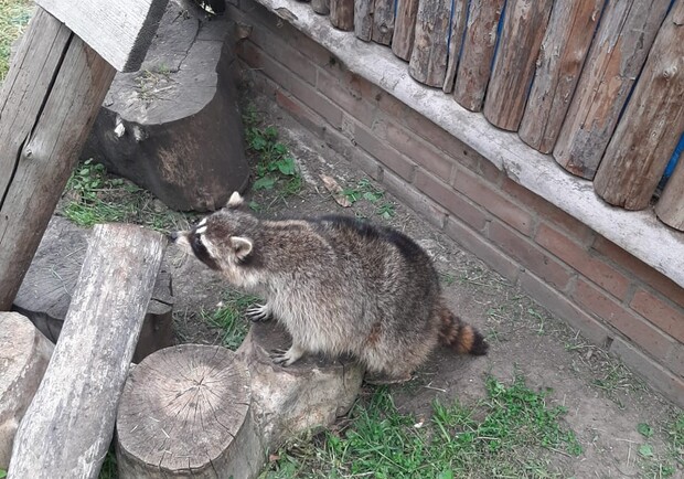 В Одесском зоопарке поселился енот Сеня, которого спасли зоозащитники. 