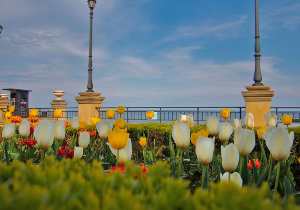 В Одессе возле набережной распустились сотни тюльпанов. 