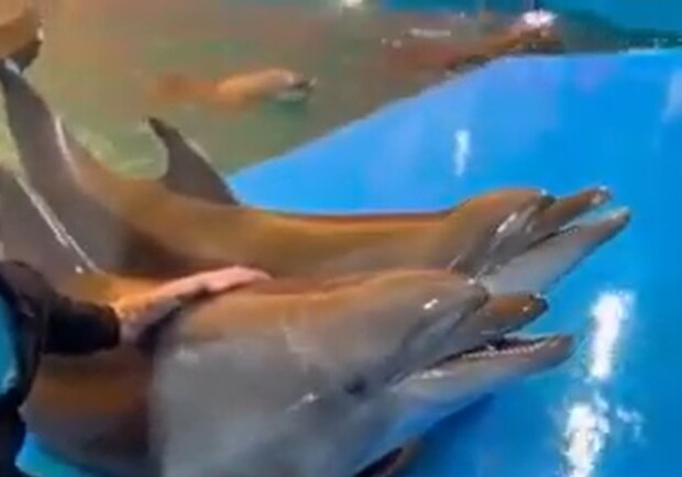 В Одесском "Немо" вместе с дельфинами исполнили "Червону калину" (видео)
