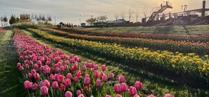 Под Киевом открылся самый большой парк тюльпанов в Украине