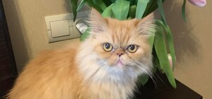 Владельцы спасенной из Бородянки кошки планируют подать в суд на 