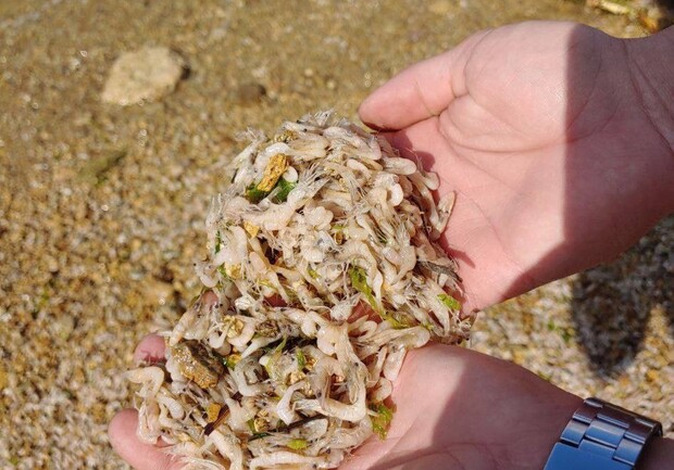 На Хаджибейском лимане массовый мор креветок: ими усеян берег - фото