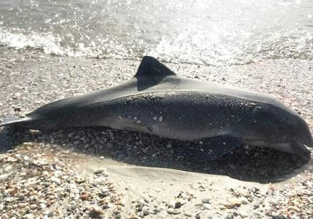 В Одесской области продолжают гибнуть дельфины. 