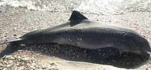 На Одещині продовжують гинути дельфіни