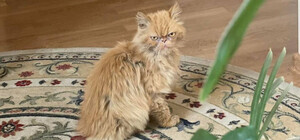 Вернулась ли к хозяевам кошка, которую волонтеры спасли в Бородянке