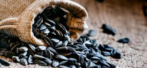 Из Харьковской области оккупанты КАМАЗами вывозят семена подсолнечника 