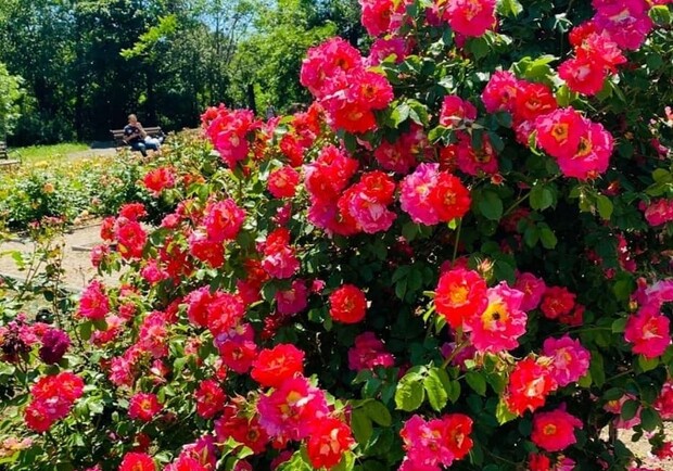 В Одесі цвітуть троянди: дивись, як це гарно. 
