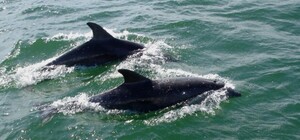 Через війну в Чорному морі загинули тисячі дельфінів: деякі опіки