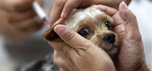 Коли у Полтаві будуть робити профілактичні щеплення домашніх тварин проти сказу