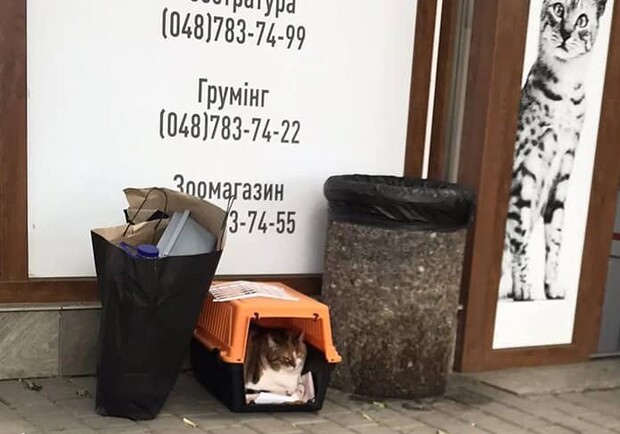 В Одессе девушка на Mercedes выбросила 13-летнюю кошку (видео) - фото