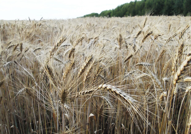 На Одещині першими розпочали збирання врожаю в Україні, але є загроза зриву. 