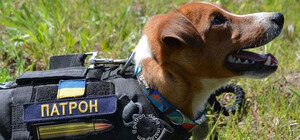 ГСЧС просит удалить мультфильм о псе Патроне: в чем причина