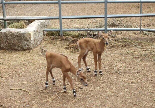 В Одесском зоопарке на свет появились детеныши антилопы - фото