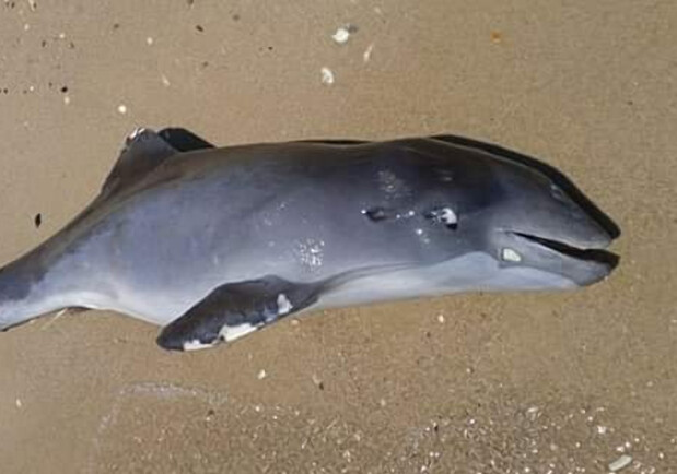 На пляжі на Одещині знову знайшли мертвих дельфінів. 
