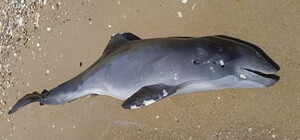 На пляжі на Одещині знову знайшли мертвих дельфінів
