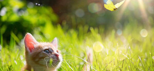 Якою буде погода у Києві в липні