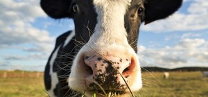 Корову з Київщини, у якої відірване копито, відправлять на протезування до Німеччини