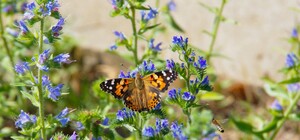 Теплі липневі дні: яка погода буде Одесі наступного тижня