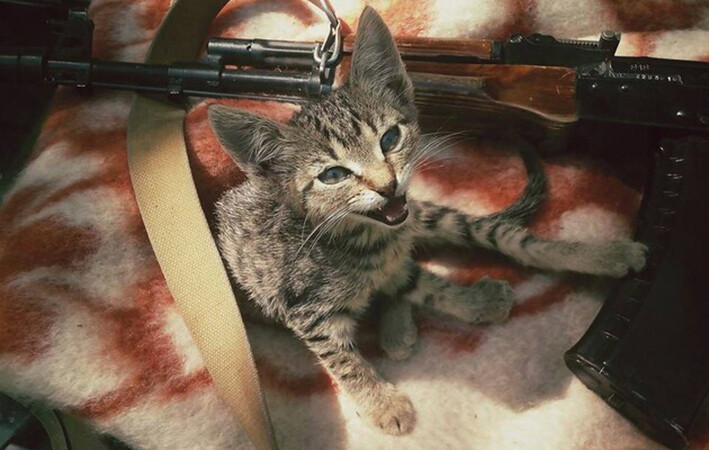 Киевляне устроили ажиотаж, чтобы забрать животных из приюта